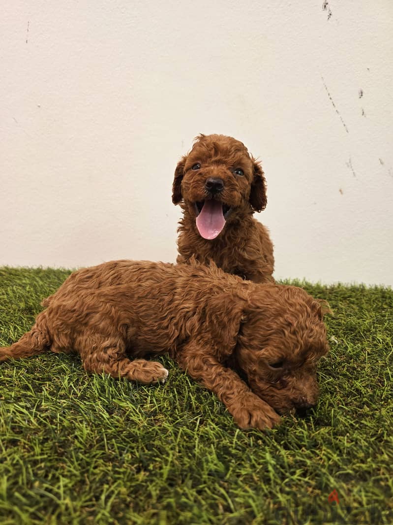 GOLDEN RETRIEVER, POMERANIAN, poodle,yorki 2