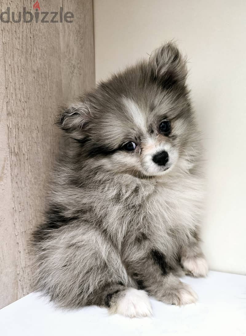 GOLDEN RETRIEVER, POMERANIAN, poodle,yorki 4