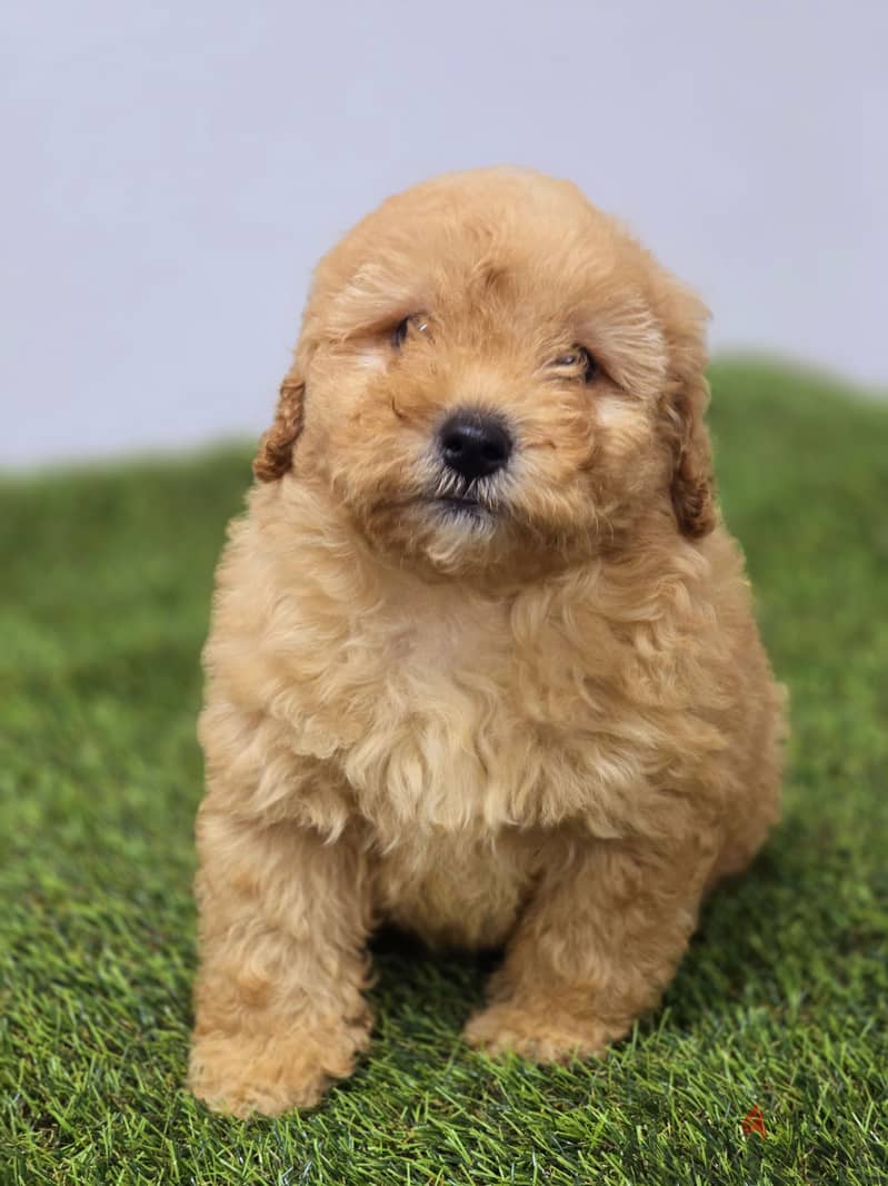 GOLDEN RETRIEVER, POMERANIAN, poodle,yorki 10