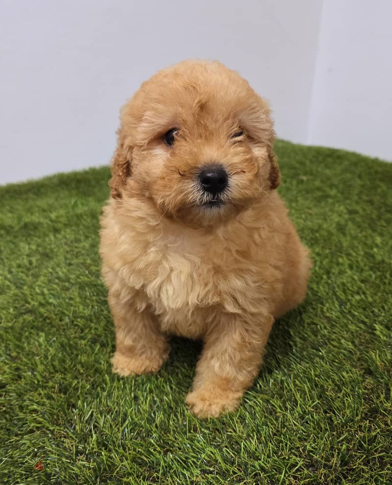 GOLDEN RETRIEVER, POMERANIAN, poodle,yorki 11