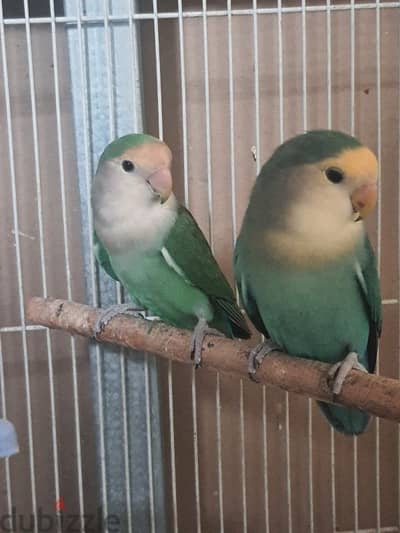 pair love bird