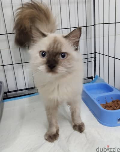 Himalayan Cat for Adoption