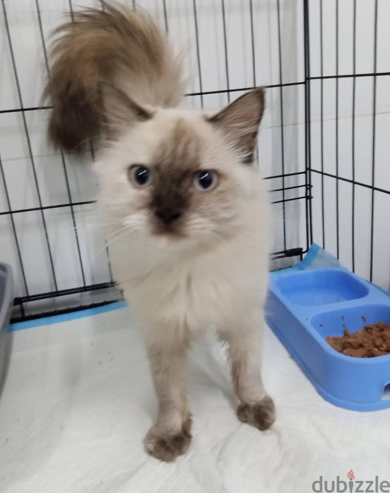 Himalayan Cat for Adoption 0