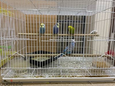 urgent !!. . birds for sale