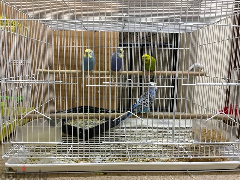 urgent !!. . birds for sale 0