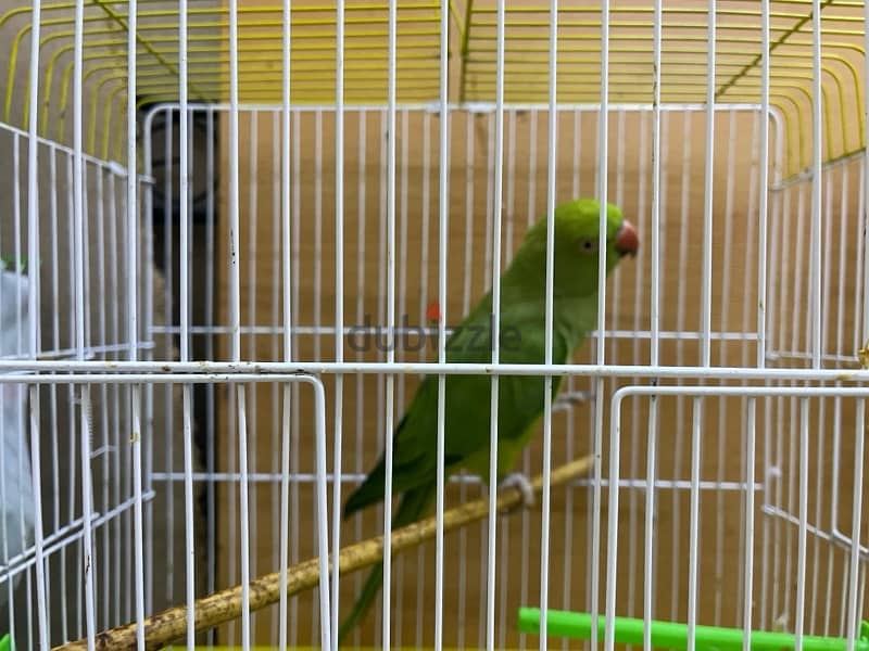 urgent !!. . birds for sale 1