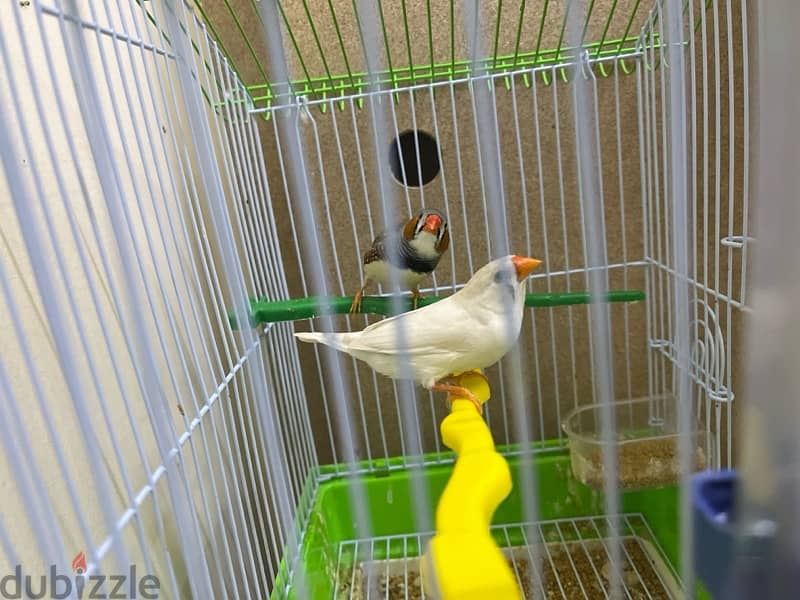 urgent !!. . birds for sale 2