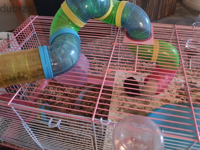 Hamsters + Cages 7