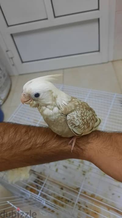 cockatiel bird