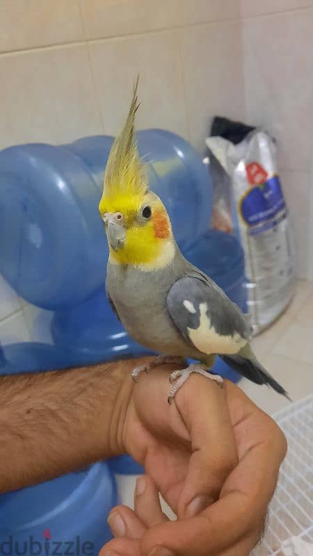 cockatiel bird 2