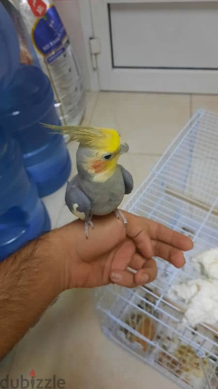 cockatiel bird 5