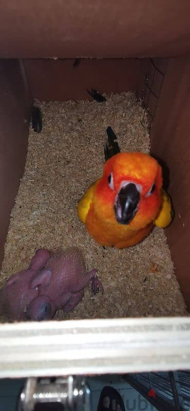 Sun conure with two babies