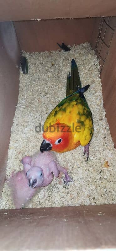 Sun conure with two babies 1