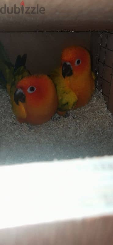 Sun conure with two babies 2