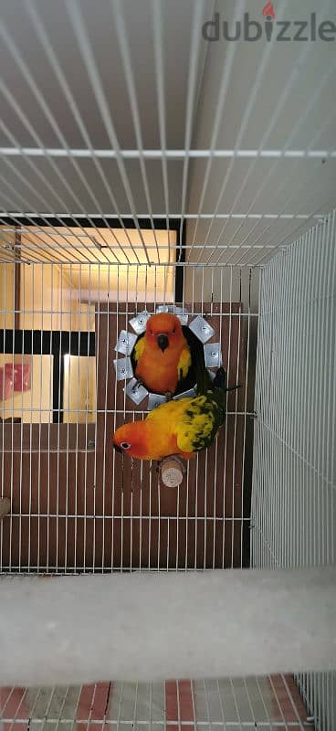 Sun conure with two babies 3