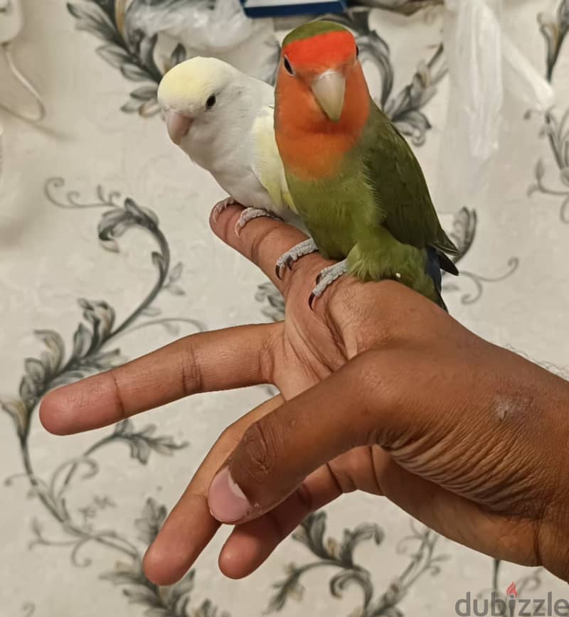 Fully Tamed beautiful love birds للبيع زوج لف بيرد اليف جدا 0