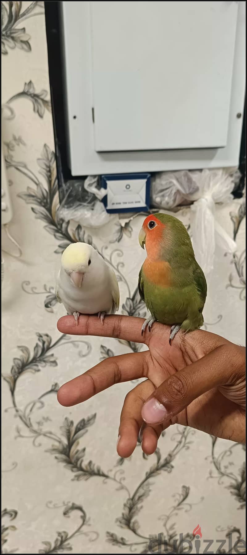 Fully Tamed beautiful love birds للبيع زوج لف بيرد اليف جدا 1