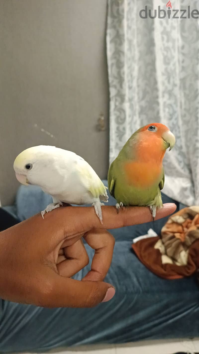 Fully Tamed beautiful love birds للبيع زوج لف بيرد اليف جدا 2