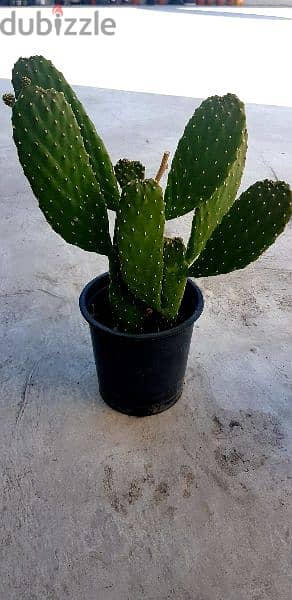 Cactus plants