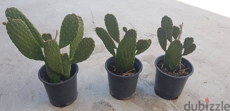 Cactus plants 2