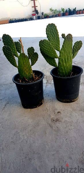 Cactus plants 3