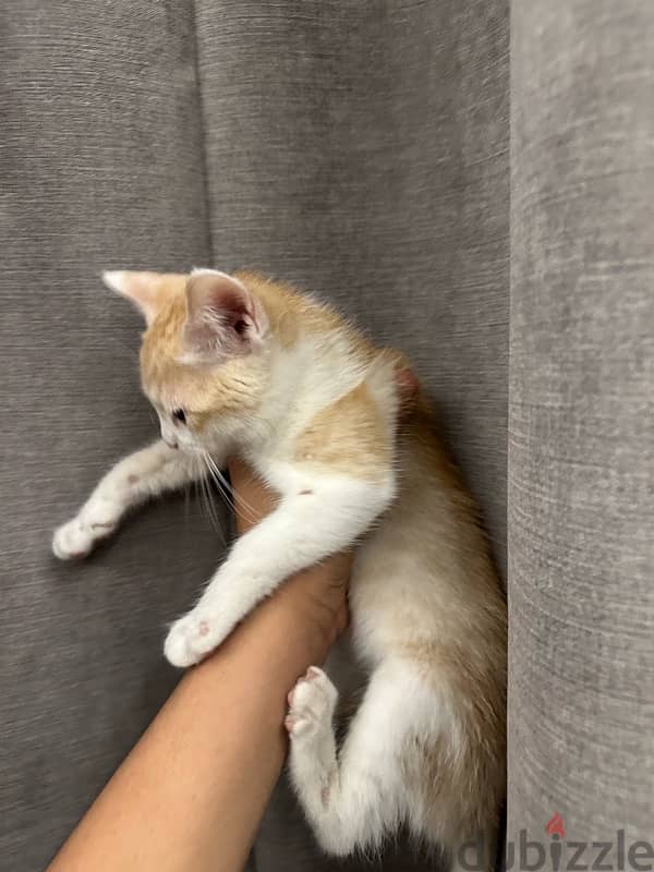 قط للتبني cat for adoption 0