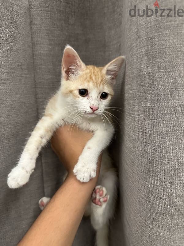 قط للتبني cat for adoption 2