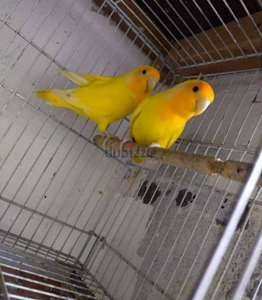 lutino lovebirds 0