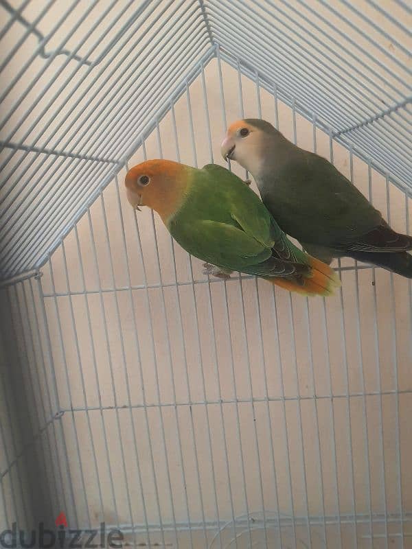 love bird pair 0