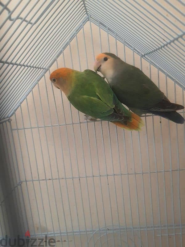 love bird pair 1