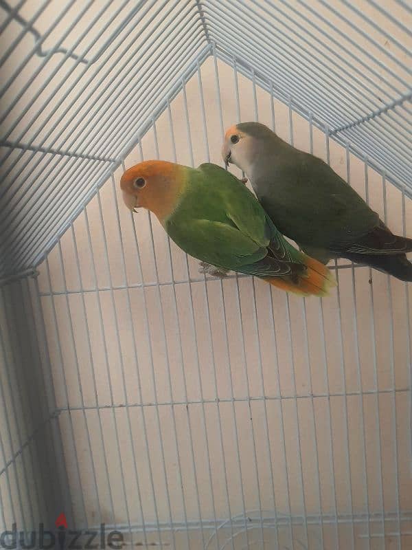 love bird pair 2