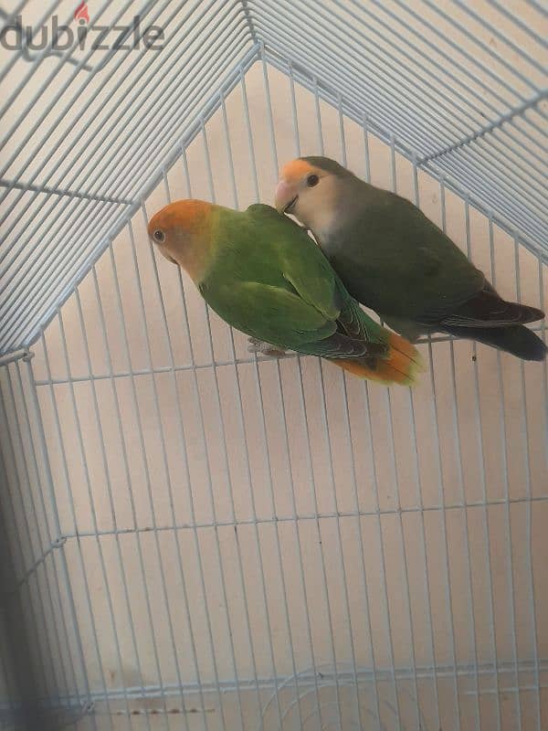 love bird pair 3