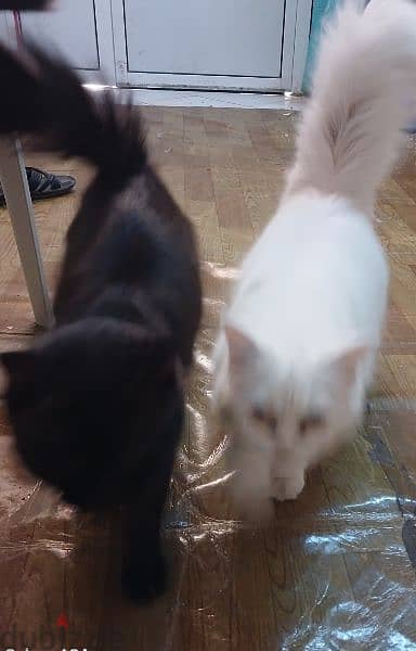 Cat Pair percian. 2