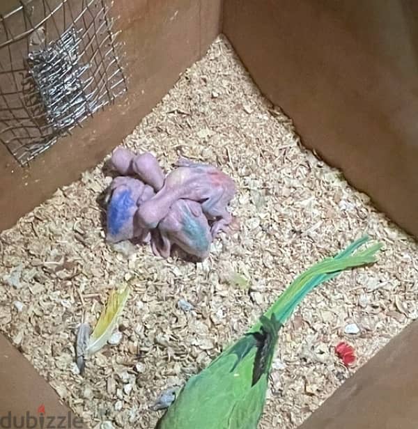 Ringneck (Mithu) chicks 0