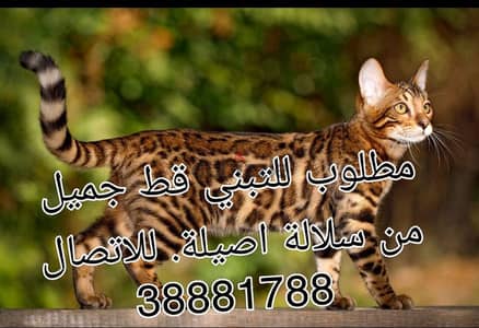 مطلوب للتبني قط جميل من سلالة اصيلة. للاتصال 38881788