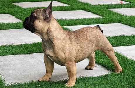 French Bulldog Puppy