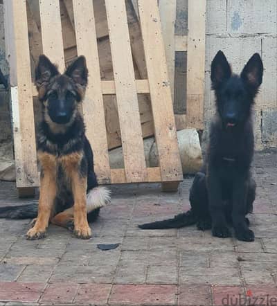 male and female German sheprd puppies long hair top level