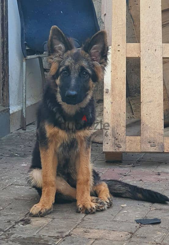 male and female German sheprd puppies long hair top level 1