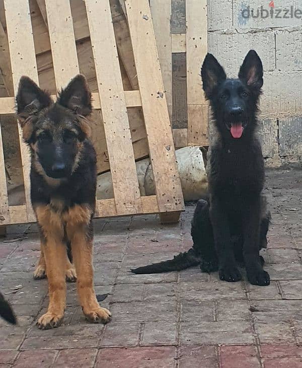 male and female German sheprd puppies long hair top level 2