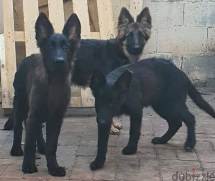 male and female German sheprd puppies long hair top level 3