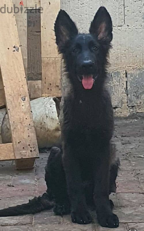 male and female German sheprd puppies long hair top level 4