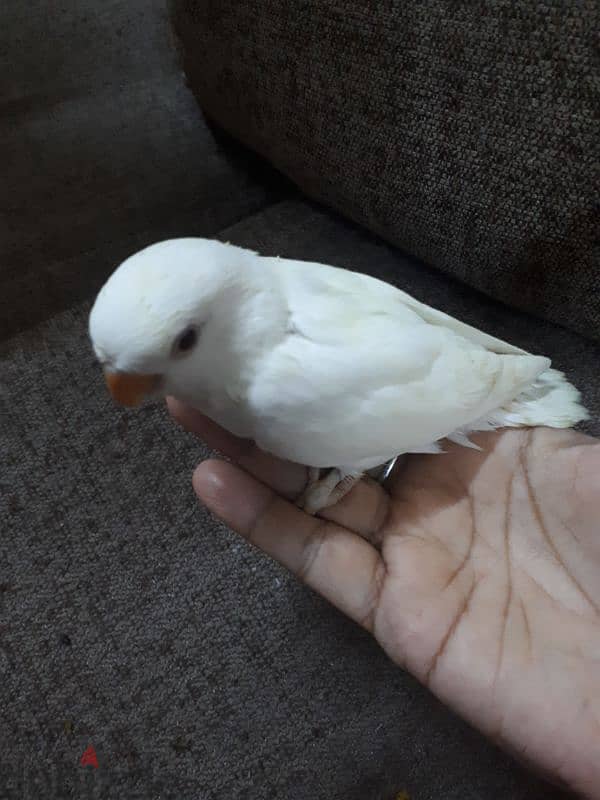 Tamed love birds  urgent for sale 0