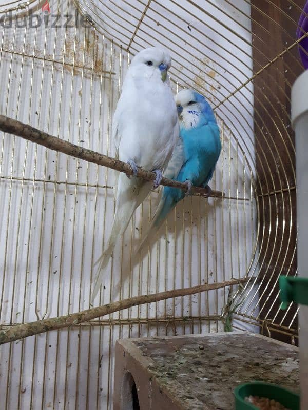 Tamed love birds  urgent for sale 4