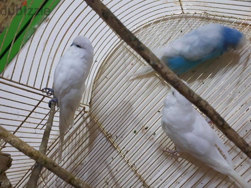 Tamed love birds  urgent for sale 7