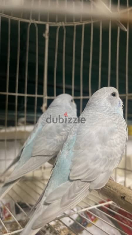 for sale birds 0