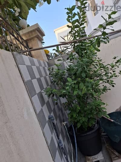 lemon plant for sale