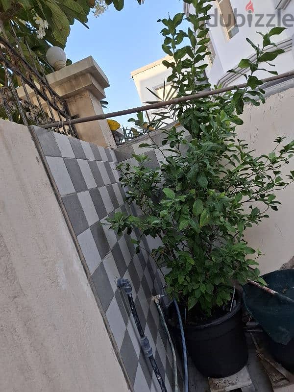 lemon plant for sale 0