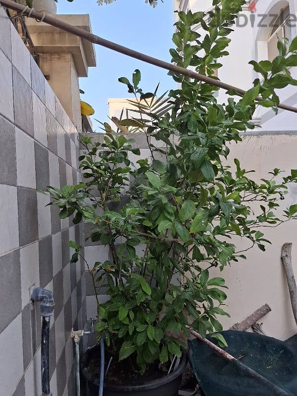 lemon plant for sale 2