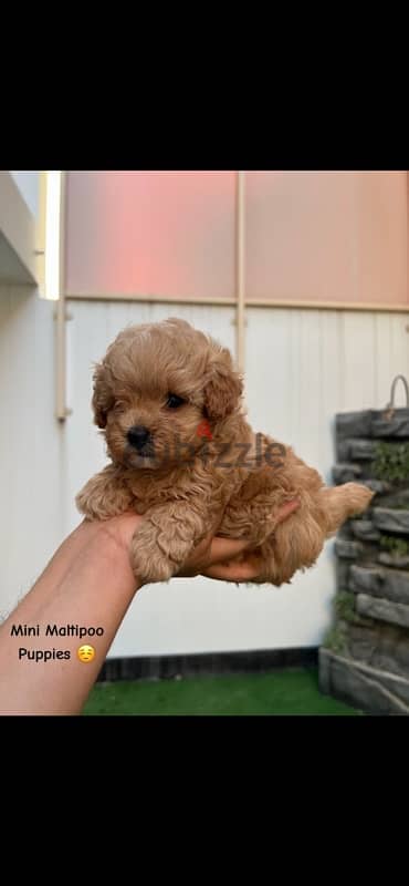 Mini Maltipoo puppies