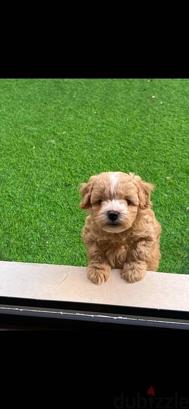 Mini Maltipoo puppies 3